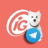 Imagem do Canal iG Canal do Pet